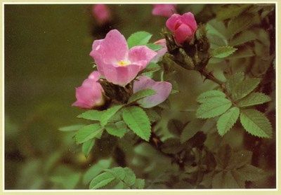 Colour postcards from the Furness Collection of wild flowers