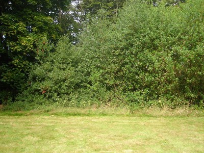 Burghfield House Hotel hedge boundary to lawn