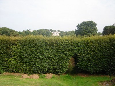 Burghfield House Hotel garden hedge