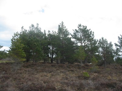 Site of a hut circle behind Ospisdale