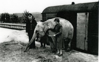 Circus elephants off-loaded from Dornoch Railway
