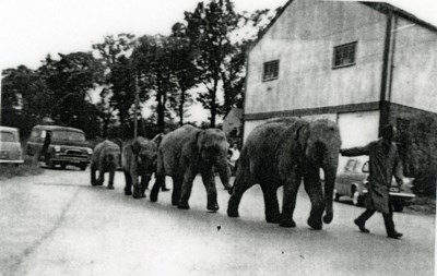 Circus elephants in Dornoch