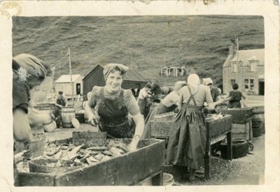 'Herring Harvesters' at work