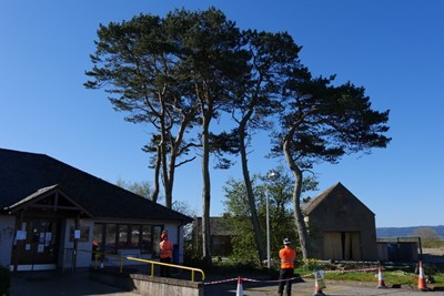 Dornoch Medical Centre Tree maintenance