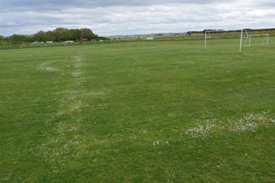 Daisies marking football pitch