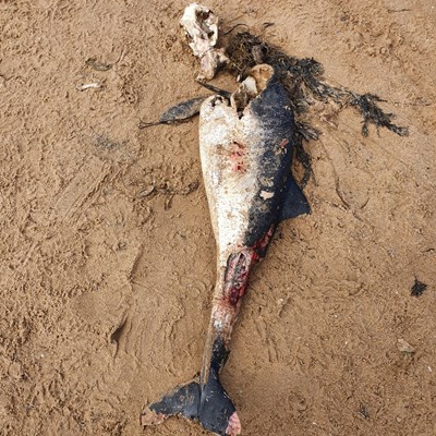 Porpoise carcass found on Embo beach