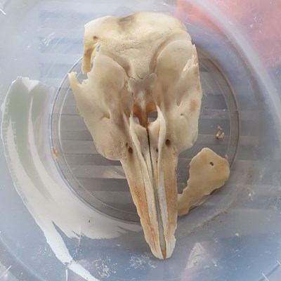 Skull of porpoise carcass found on Embo beach