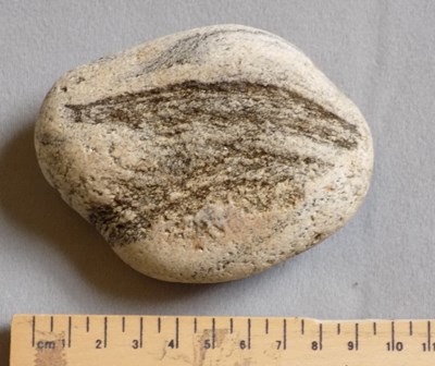 Rock with fossil