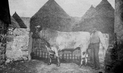 Man and bull at Pitgrudy
