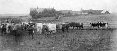 Cattle at Pitgrudy