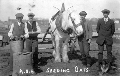 Four men seeding oats