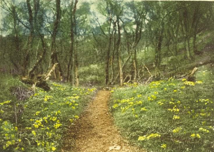 Fairy Glen primroses photograph by Louise Carnegie