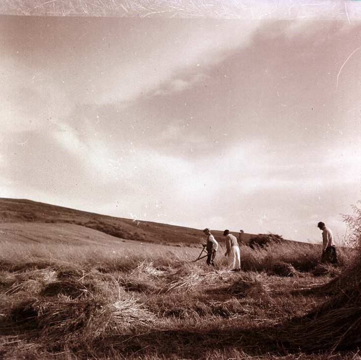Harvesting in the Highlands