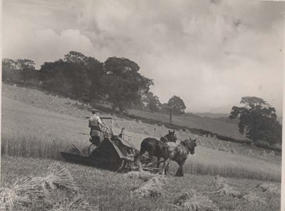 The Photography of Kathleen Lyon - hay making Tyne Valley
