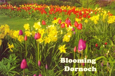 Furness Postcard Collection - Floral  Display Dornoch