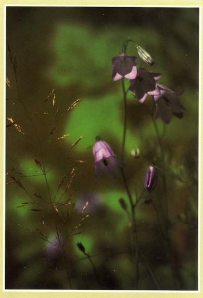 Furness Postcard Collection -   Wild Flowers