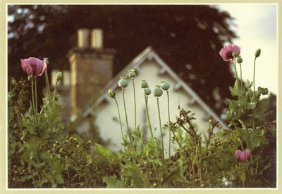Furness Postcard Collection -  Poppies in a house garden