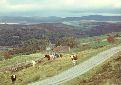 Furness Postcard Collection -  Rogart