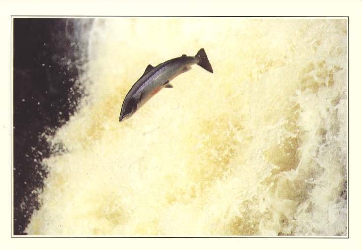 Furness Postcard Collection -  Salmon leaping the Falls of Shin