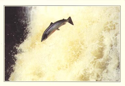 Furness Postcard Collection -  Salmon leaping the Falls of Shin