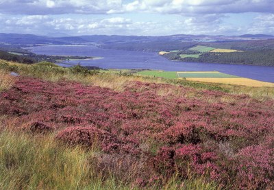Dornoch Firth