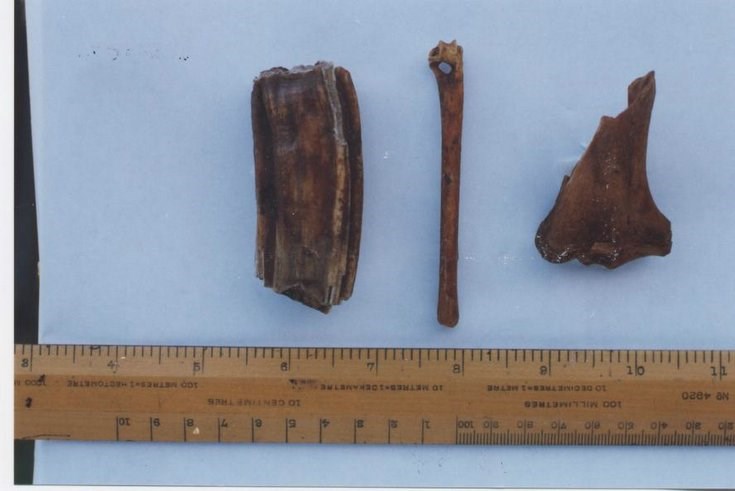 Horse bones