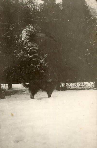 Snow Scene with dog