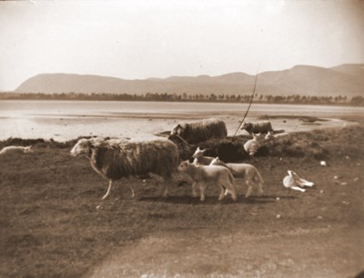 Sheep at Loch Fleet 1890's