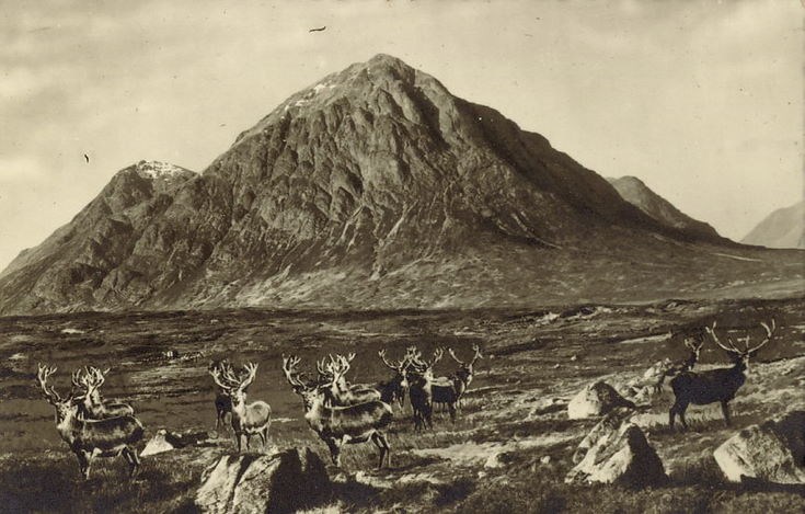 Highland View ~ Gathering of Stags