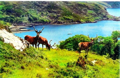 Stags on hillside at Kyle Sku