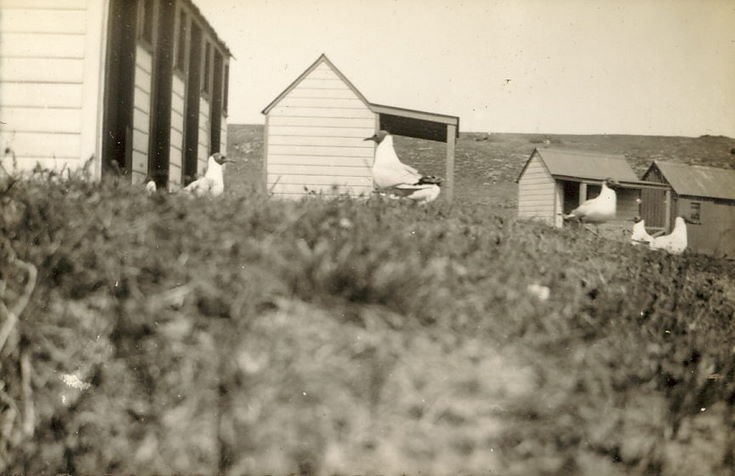 Black-headed Gulls