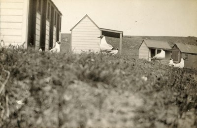 Black-headed Gulls