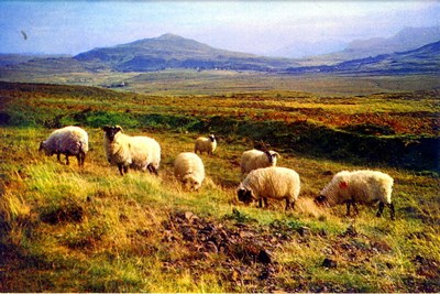 Sheep on moorland