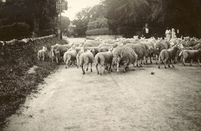 Sheep being driven down a road, possibly Clashmore