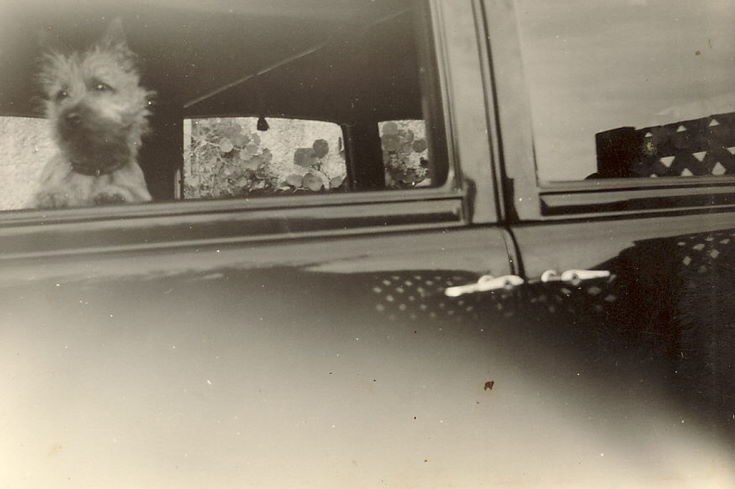 Small Dog looking through car window