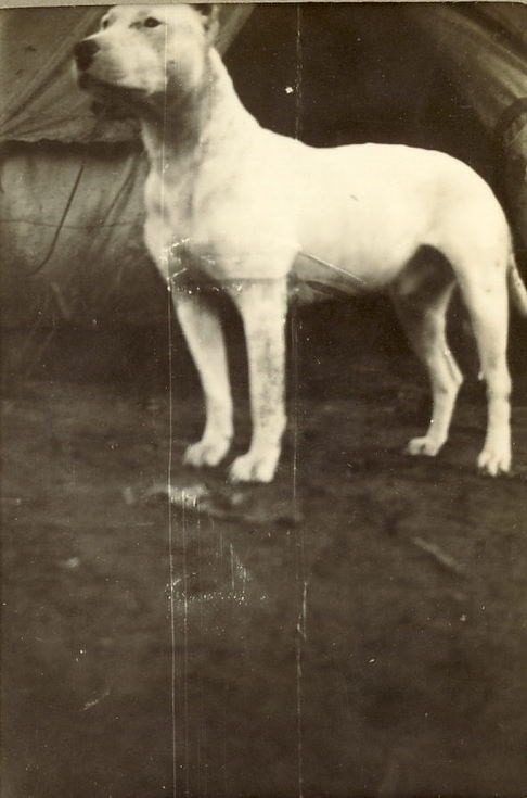 White Dog