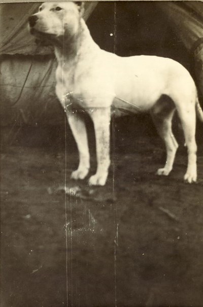 White Dog