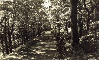 The tree lined road Spinningdale to Bonar Bridge