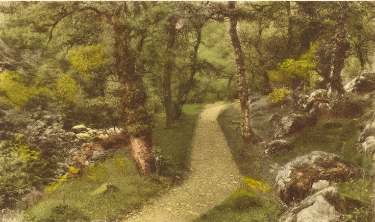 Footpath through woodland at Fairy Glen, Spinningdale