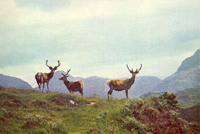 Red Deer Stags