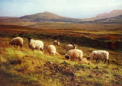 Black sheep in typical highland setting