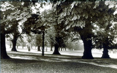 Bushey Park