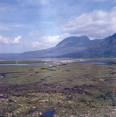 Sheep grazing on land beside a firth.