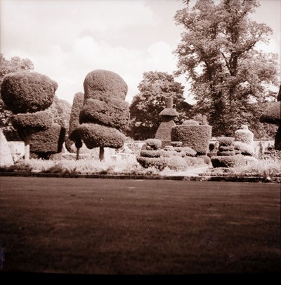 Topiary in formal gardens