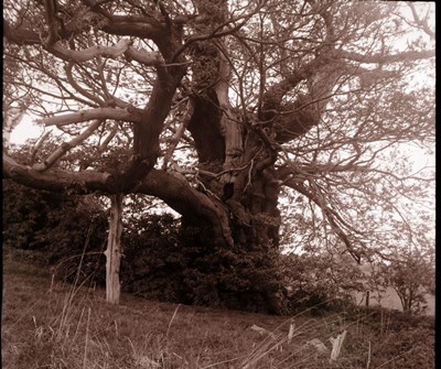 Bachymleyd Tree