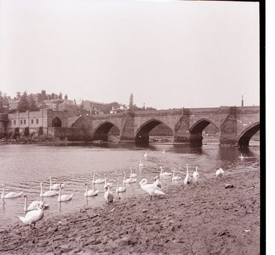Chester Bridge with swans in foreground