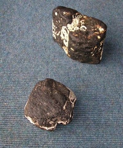 Two pieces of sea coal found at Dornoch Point
