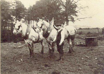 Young man with two plough horses in harness