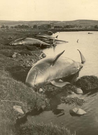 Whales stranded at Bonar Bridge 1927