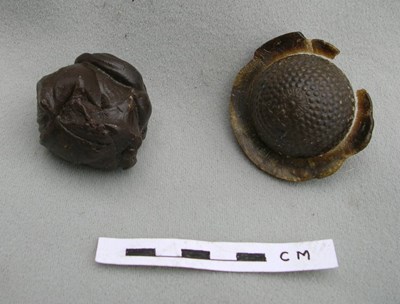 Gutta percha sample and manufactured ball